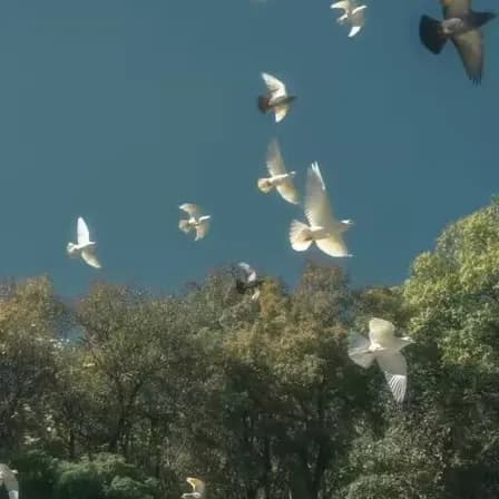 孟辞屿