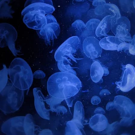 夏屿