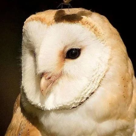 晏殊